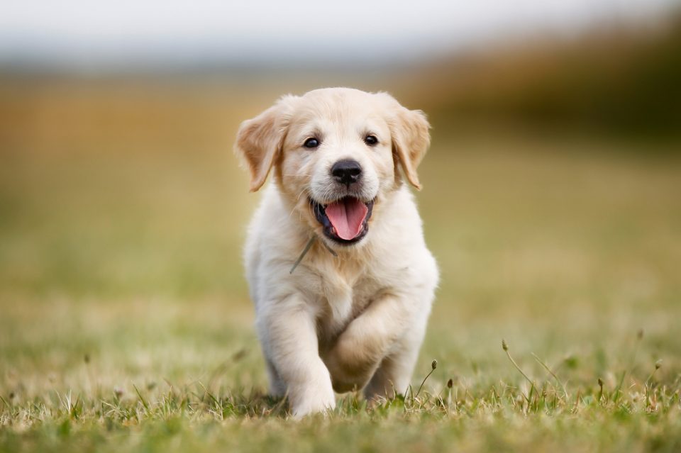 Puppy Yoga