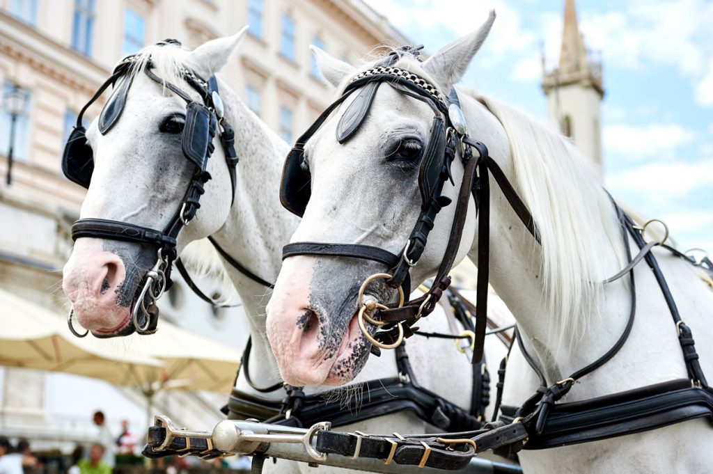 Take a Horse and Buggy Tour in the Olde Town Carriage Tour!