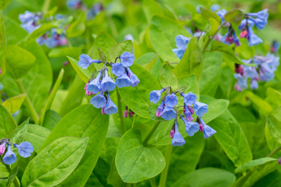 Virginia Bluebells in bloom