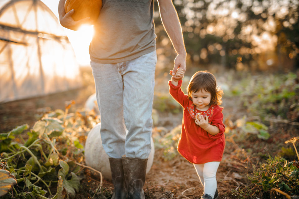 Father and daughter in pumpkin field at autumn harvest in sunset