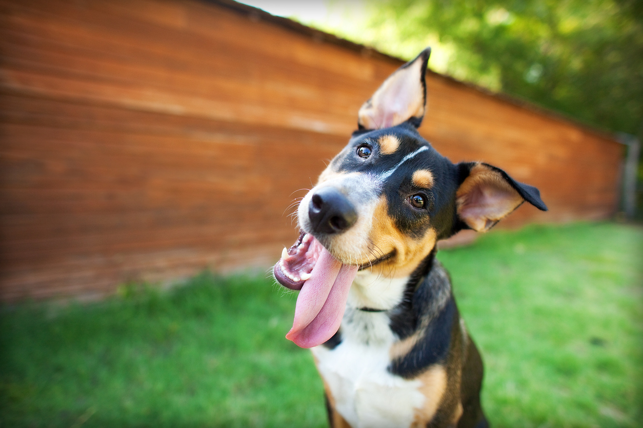 Don't Let Your Pup Get Too Hot Outside