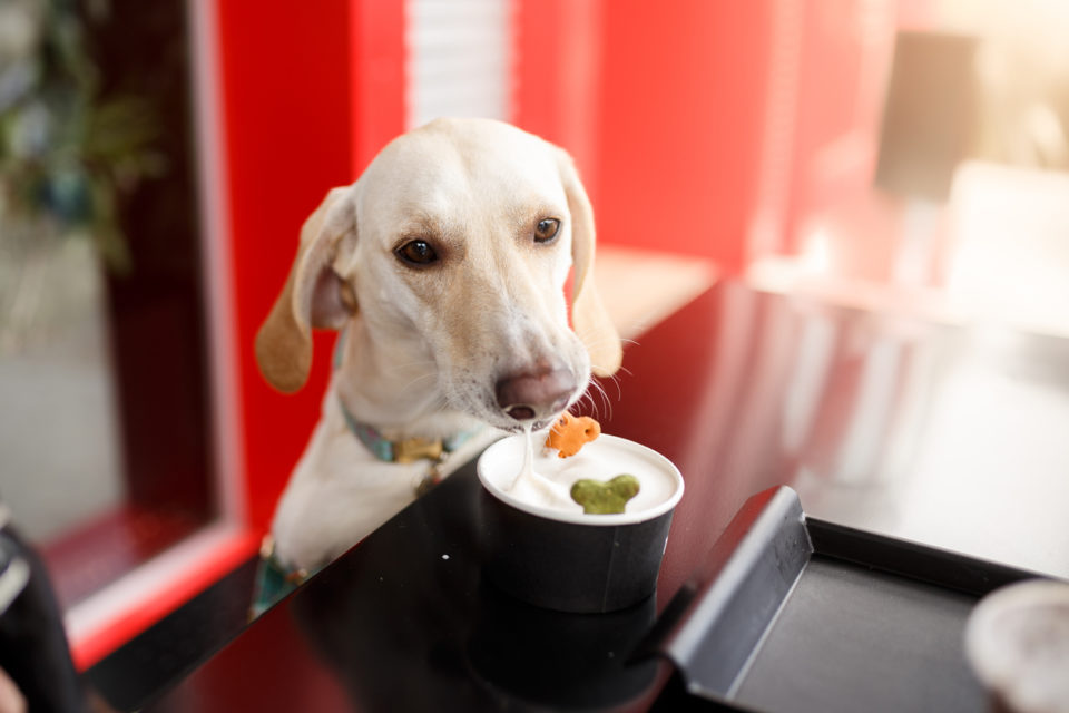 Dog eating treats at pet friendly restaurant
