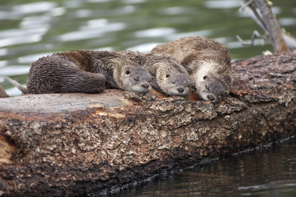 "A trio of otters sleep on a floating log