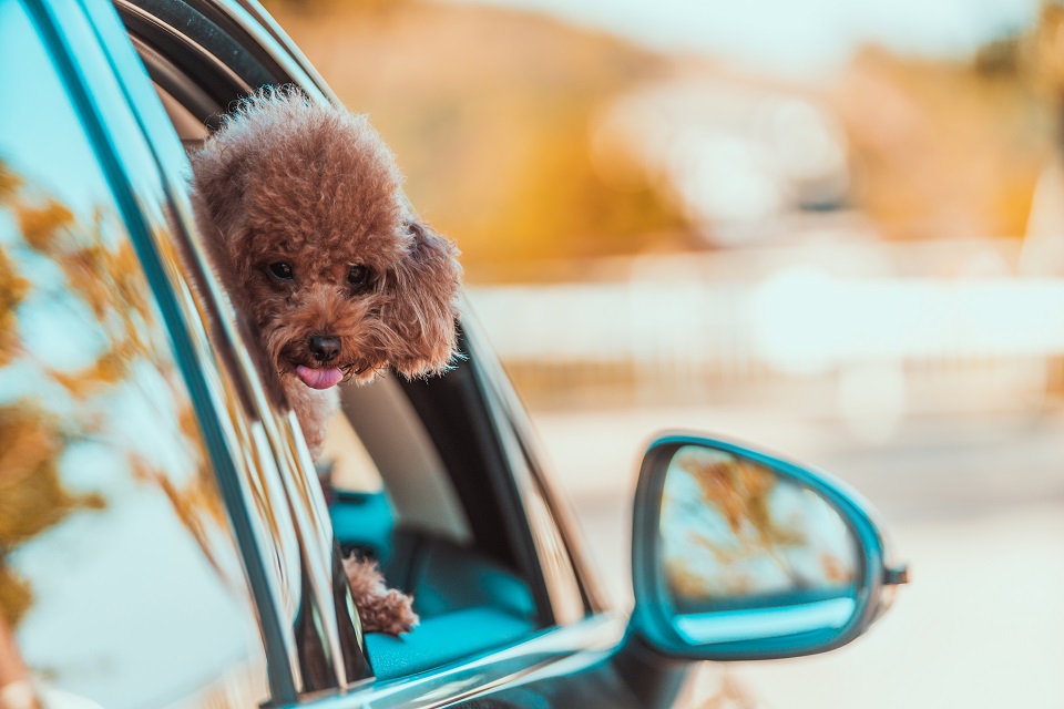 Poodle traveling in a car
